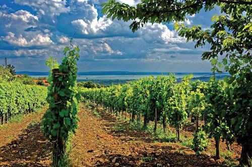 Tokaj - vùng đất thanh bình, ngọt ngào