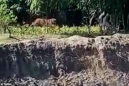 Hổ Bengal vồ người đàn ông ngã xuống hố sâu