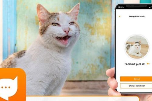 Ứng dụng kỳ lạ giúp bạn giao tiếp với các 'boss' mèo