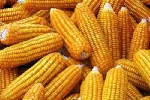 Giá ngô trên thế giới sẽ vẫn tiếp tục giảm nhẹ trong tuần tới