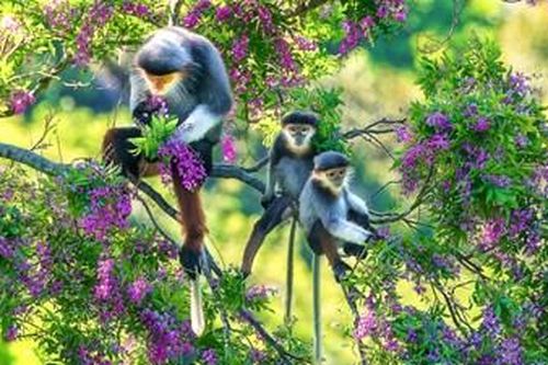 Ảnh đẹp cuộc thi 'Sáng tác ảnh về môi trường và đa dạng sinh học TP Đà Nẵng'