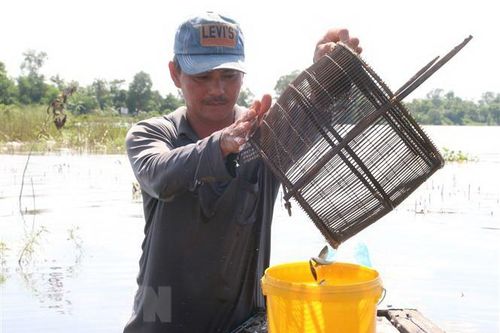 Cách thức mưu sinh bằng nghề 'bà cậu' nơi sông nước miền Tây