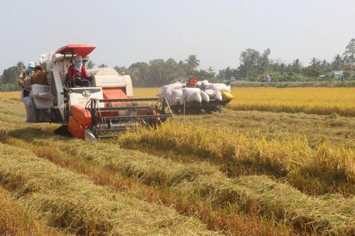 Long An phát triển vùng trồng lúa chất lượng cao