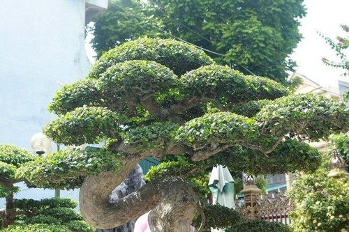 Cận cảnh cây duối cổ 'Thiên Long vũ hội', trả giá 14 tỷ đồng không bán