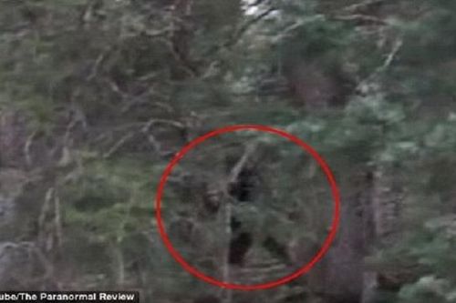 Phát hiện quái vật Bigfoot to lớn trong rừng gây sốc?