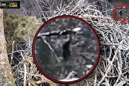 Quái vật bí ẩn chen ngang chương trình phát video trực tiếp
