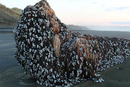 Hình ảnh 'quái vật' dạt vào bờ biển New Zealand gây xôn xao