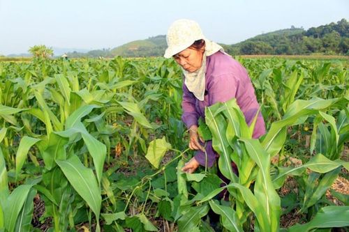 Huyện Định Hóa: Điểm sáng xây dựng nông thôn mới của tỉnh Thái Nguyên