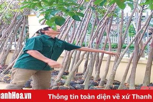 Hỗ trợ cây giống trồng cây cảnh quan gắn với phát triển du lịch sinh thái trên địa bàn huyện Thường Xuân, Bá Thước