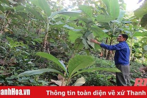 Thanh niên miền núi đam mê trồng rừng, góp phần phòng chống thiên tai