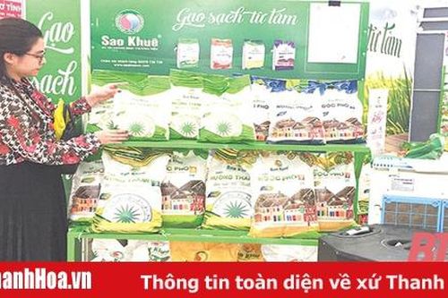 Hiệu quả từ liên kết chuỗi trong sản xuất lúa gạo