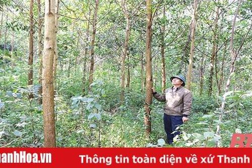 Huyện Như Xuân đẩy mạnh trồng rừng gỗ lớn