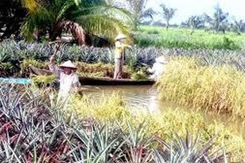 Hiệu quả tài chính của các mô hình sản xuất nông nghiệp trên vùng xâm nhập mặn tại huyện Gò Quao, tỉnh Kiên Giang