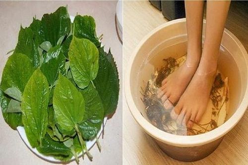 Món ăn thuốc từ lá lốt chữa phong thấp, đầy trướng bụng