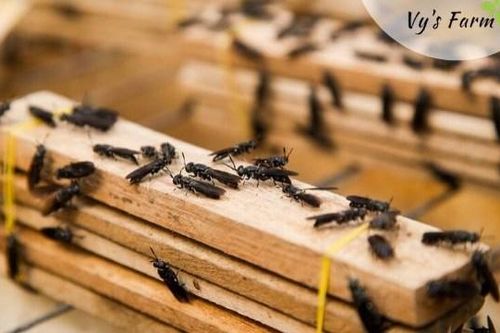 Nuôi 'ruồi lính đen'
