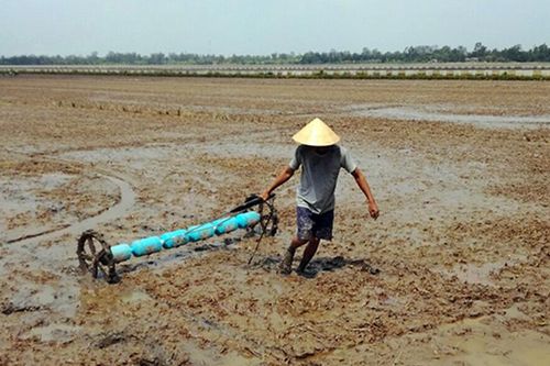 Ðồng bằng sông Cửu Long xuống giống sớm lúa đông xuân để tránh hạn, mặn