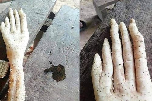 Kinh hãi củ khoai hình... bàn tay