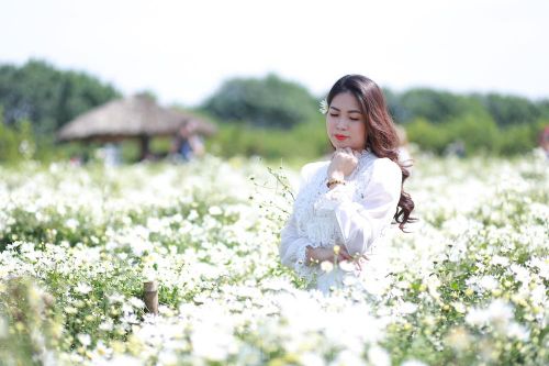 Nghìn người chen chân chụp ảnh cúc họa mi, dịch vụ 'ăn theo' hốt bạc