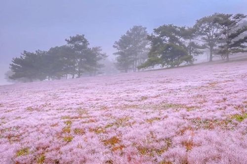 Đồi cỏ hồng Lâm Đồng khiến du khách mê mẩn