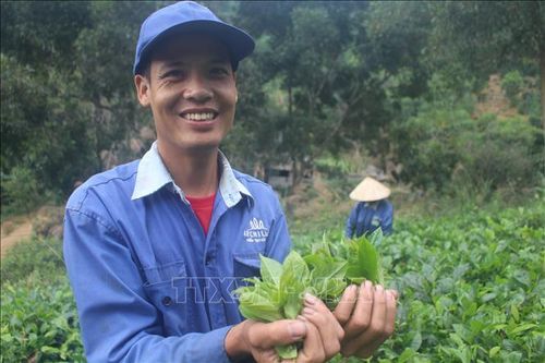 Chuyện làm OCOP ở xã nghèo thuộc diện 135