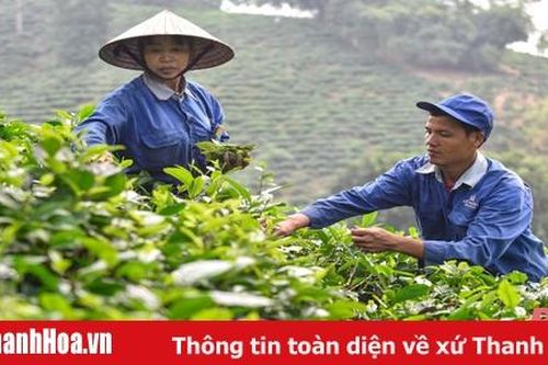 Hai sản phẩm OCOP ở xã 135 tại Thanh Hóa