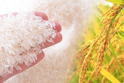 Đặc sản gạo Bảo Minh