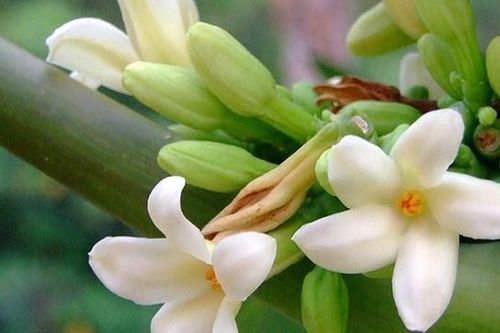 Hoa đu đủ đực: Dược liệu quý rất tốt cho sức khỏe