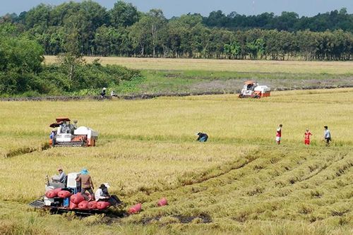 Long An phát triển vùng trồng lúa chất lượng cao
