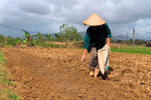 Nông dân Đà Nẵng nhanh chóng khôi phục sản xuất