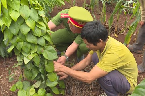 Bắt đối tượng phá hoại cây trồng của người dân
