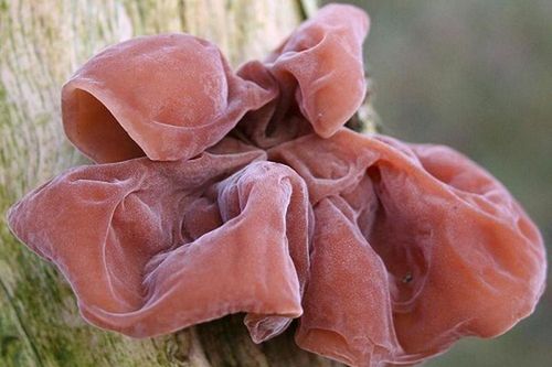 Thực phẩm 'hàm oan' gây hại sức khỏe, bác sĩ vẫn vô tư sử dụng