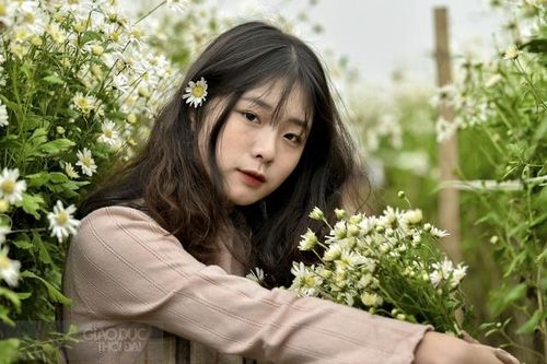 Cúc họa mi cuối mùa níu chân người Hà Nội