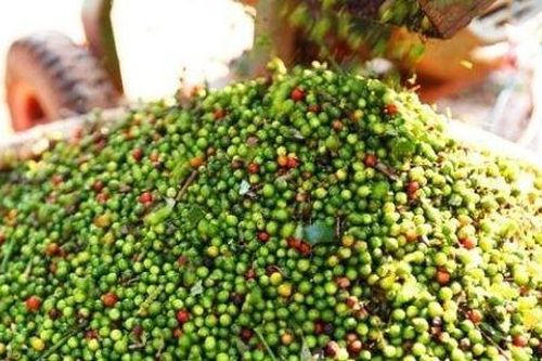 Giá hồ tiêu hôm nay 30/11: Vẫn giữ đà tăng trong khi nguồn cung đang vượt cầu