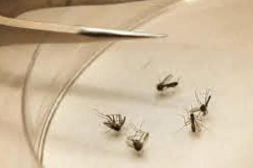 Bệnh này nguy hiểm hơn Covid-19 đối với người dân châu Phi