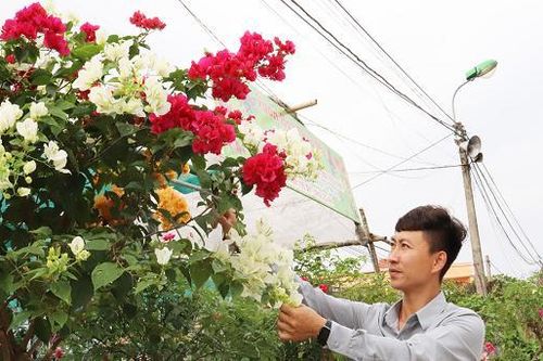 Làng hoa, cây cảnh ở Quảng Ninh rộn ràng vào vụ Tết