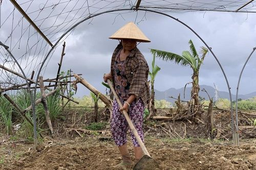 Nông dân 'thấp thỏm' chuẩn bị vụ Tết