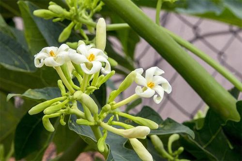 Thị trường 30/11: Thịt lợn hết sốt giá, hoa đu đủ đực được rao bán rầm rộ