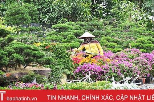 Các vựa cây cảnh ở Hà Tĩnh tất bật đón thị trường cuối năm