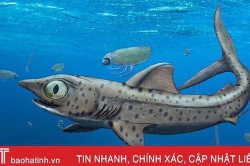 Phát hiện loài cá mập tiền sử có hàm răng quái dị