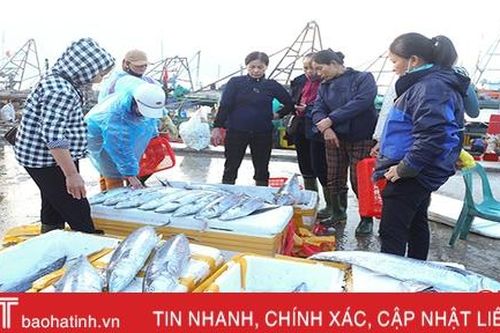 Hà Tĩnh phấn đấu khai thác 16.400 tấn hải sản vụ cá Bắc