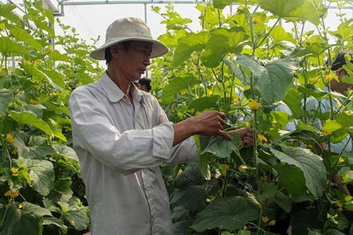 Đổi thay từ những ngôi làng 'nông thôn mới Hàn Quốc' tại Hậu Giang