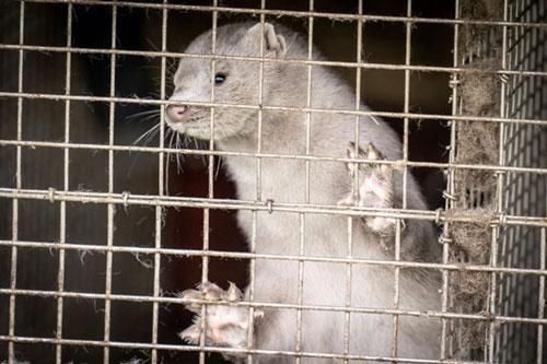Biến thể của virus SARS-CoV-2 tại trang trại chồn có thể đã biến mất