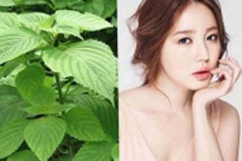 6 tác dụng của cây kinh giới trong làm đẹp và chữa bệnh