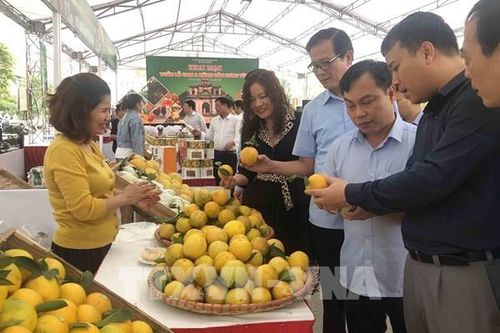 Hưng Yên hình thành vùng chuyên canh hoa quả tập trung