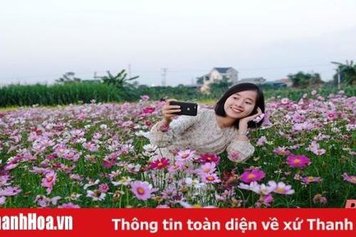 Mê mải trên cánh đồng hoa ven sông Tào Xuyên