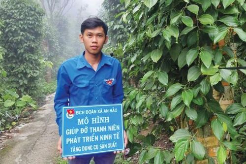 Phát triển vườn tiêu núi Cấm
