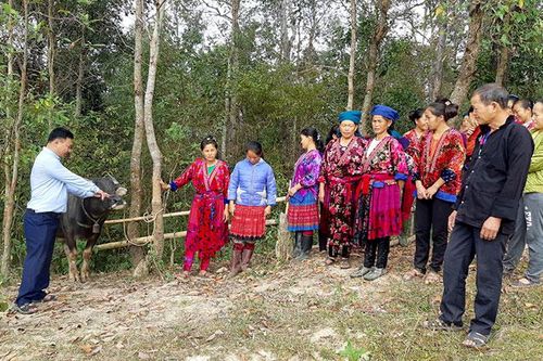 Hội LHPN Tủa Chùa hỗ trợ hội viên phát triển kinh tế