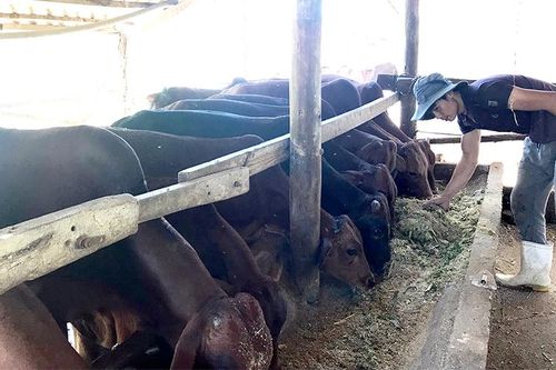 Đồng Nai có nhiều lợi thế nuôi bò công nghiệp