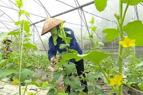 Ứng dụng khoa học - kỹ thuật trong sản xuất nông nghiệp ở Sông Lô