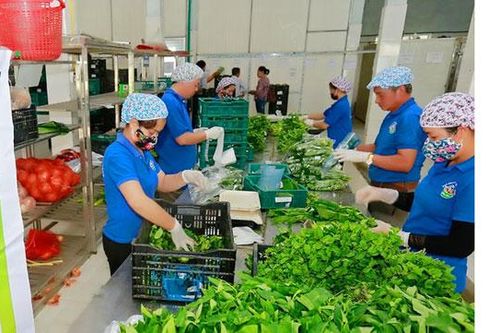 Bảo đảm nguồn nông sản cho người dân Thủ đô dịp cuối năm: Chủ động gia tăng sản xuất